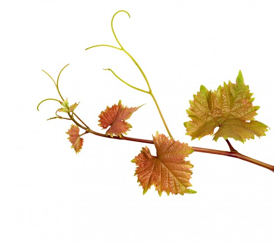 La Vigne rouge
